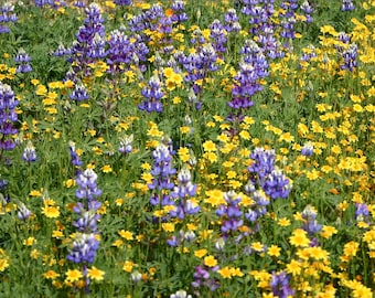 May include: A dense field of wildflowers featuring tall, upright spikes of purple and blue lupine flowers interspersed with numerous small, bright yellow daisy-like blossoms and vibrant green foliage covering the entire ground area.
