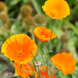 California Poppy Super-Duper Seedbark