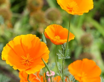 May include: Several vibrant orange California poppies with delicate, satiny petals and prominent central stamens. The flowers are supported by slender, light green stems and feature finely divided, feathery, blue-green foliage.