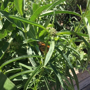 California-Native "Monarch Munch" Milkweed Mix Super Seedbark
