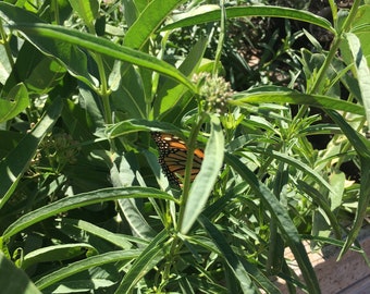 California-Native "Monarch Munch" Milkweed Mix Super-Duper Seedbark