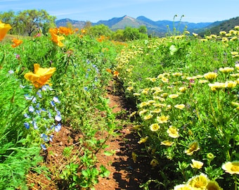 May include: A vibrant field of wildflowers featuring bright orange California poppies and small blue blossoms on the left, contrasted with dense clusters of yellow daisies on the right, separated by a narrow dirt path under a clear blue sky.