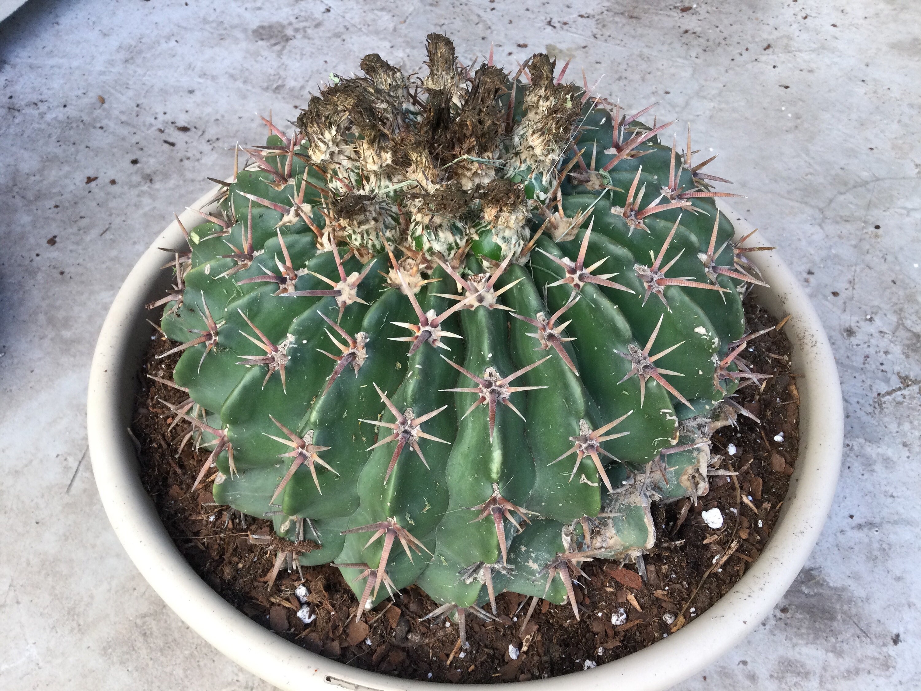 Echinocactus homalocephala texensis Horse Crippler cactus Etsy
