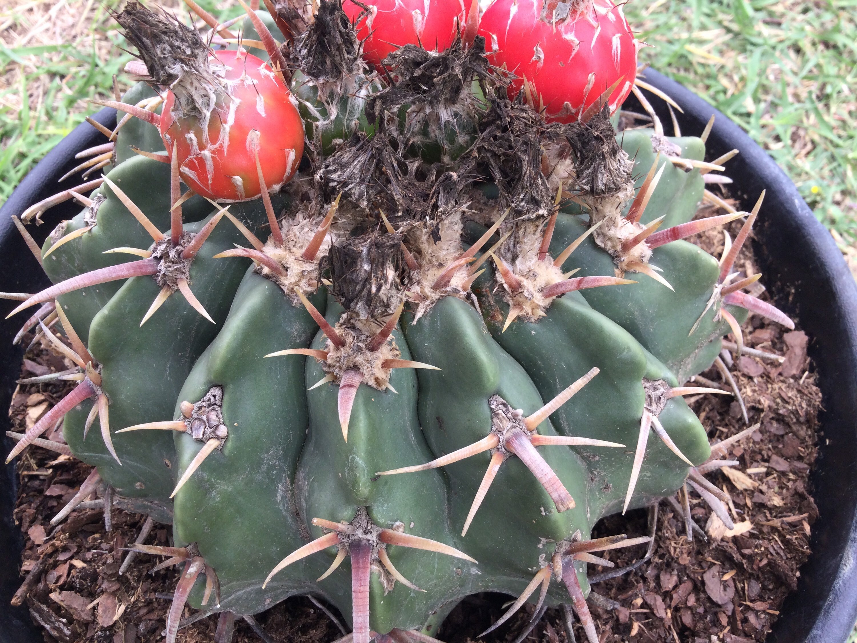 Echinocactus texensis homalocephala Horse Crippler cactus Etsy