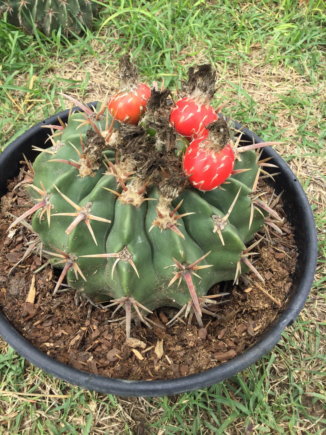 Echinocactus texensis homalocephala Horse Crippler cactus Etsy