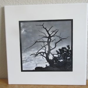 Gnarled Tree - Photo Transfer to Tile.  Black and white, tile art, ceramic art, nature art, landscape art, mountain art, Colorado art.