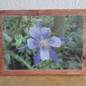 Columbine Flower - Photo to Wood. Columbine flower, alpine flower, purple flower, colorado flower, mountain flower, columbine photo.