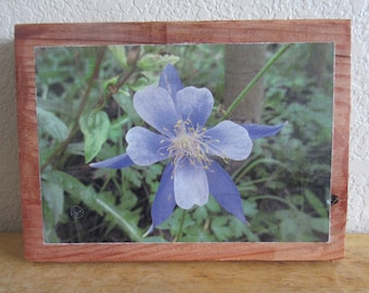 Columbine Flower - Photo to Wood. Columbine flower, alpine flower, purple flower, colorado flower, mountain flower, columbine photo.