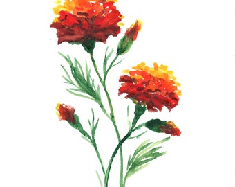 Marigold Watercolor Etsy