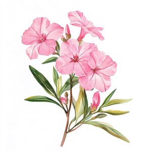 Puede incluir: Pintura a la acuarela de flores de adelfa rosas con hojas y capullos verdes. Las flores tienen cinco pétalos y son de un color rosa vibrante. Las hojas son largas y delgadas, y los capullos son de un rosa más oscuro.