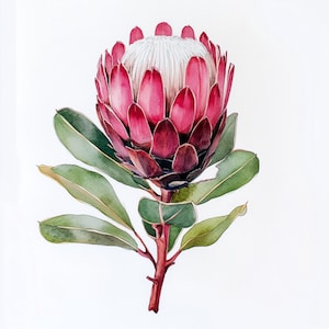 Puede incluir: Pintura a la acuarela de una flor de Protea. La flor tiene un gran centro blanco texturizado rodeado de capas de pétalos de color rosa intenso. Hojas verdes con bordes dorados y un tallo marrón rojizo completan la ilustración botánica sobre un fondo blanco.