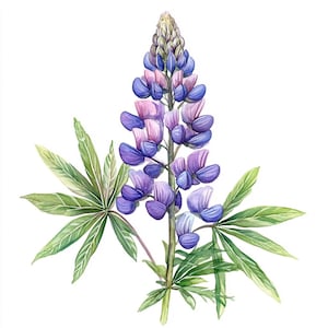watercolor digital art10 Printable Lupine flower, Lupine wall art, Lupine print, Watercolor sammer flowers, Digital download