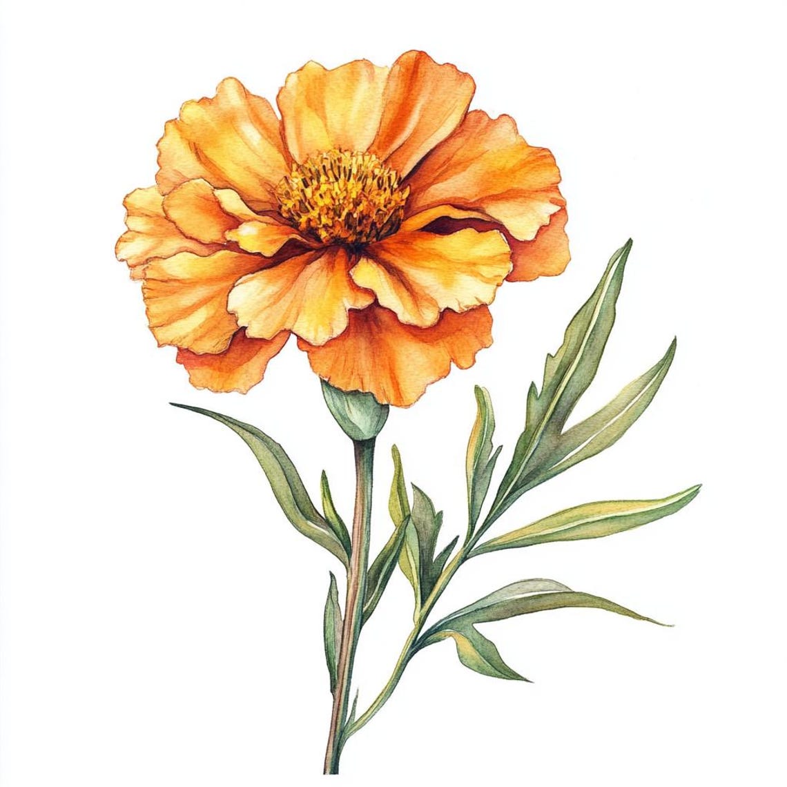 10 Printable Marigold, Marigold Flower, Summer Flowers, Marigolds PNG