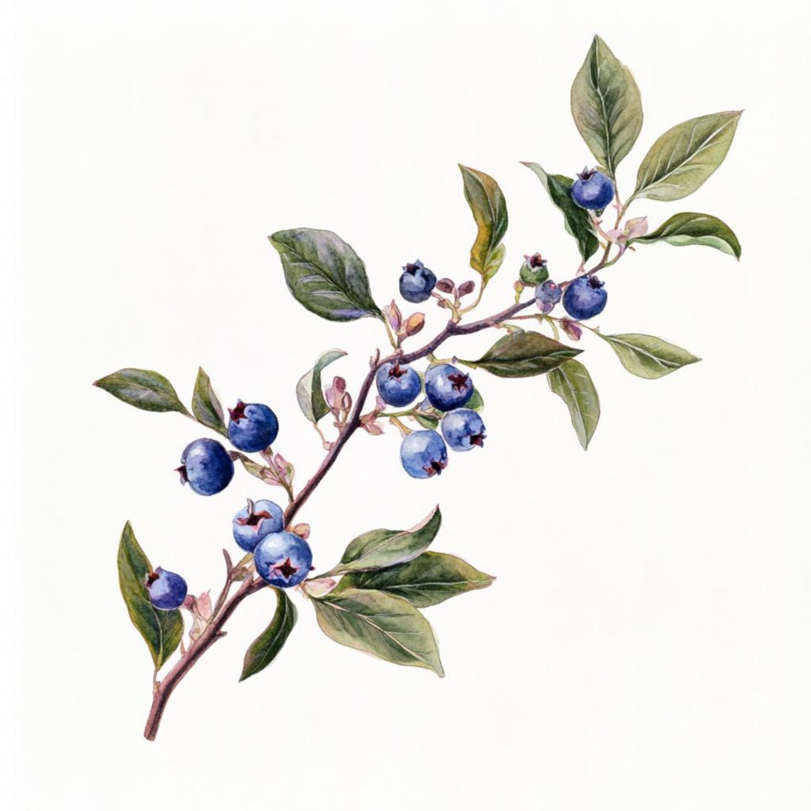 10 Printable Blueberry Branch, Blueberry on Branch, Summer Berries ...