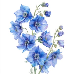 10 Printable Delphinium, Blue Flower art, Summer flowers, Delphinium PNG, Watercolor Delphinium JPGs, Minimalist botanical art