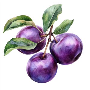10 Printable Plums, Plums art, Plums print, High Quality PNG and JPG, watercolor Plums, Fruit  illustrations
