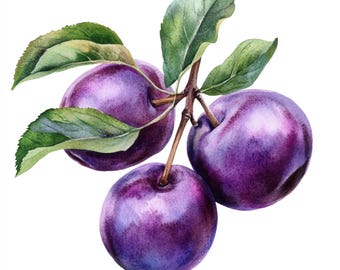 10 ciruelas imprimibles, arte de ciruelas, impresión de ciruelas, PNG y JPG de alta calidad, ciruelas en acuarela, ilustraciones de frutas