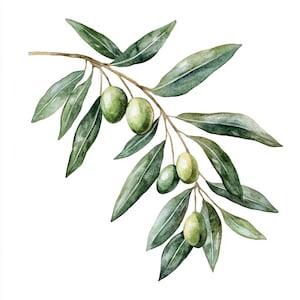 May include: A watercolour painting of an olive branch with green leaves and olives. The branch is depicted with a natural, organic style, showcasing the beauty of the olive tree.