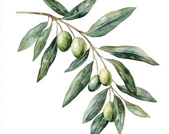 10 Printable Olive Branch, Gren Olives art, Green leaves decor, Watercolor Olive Branch, High Quality PNG and JPG, Digital download