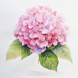 May include: Watercolor painting of a pink hydrangea flower with green leaves. The flower is a large, round cluster of small, delicate petals in varying shades of pink, with a few purple petals. The leaves are a vibrant green.