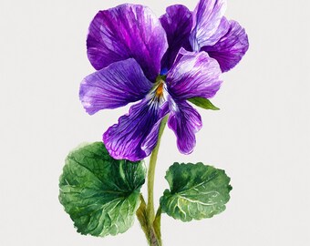 10 Printable Violet, Purple Flower, Spring flowers, Violet PNG, Watercolor Violet JPGs, Violet decor, Minimalist botanical art
