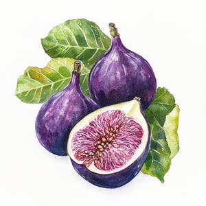 May include: Watercolor painting of three ripe figs and green leaves. Two whole figs are a deep purple color, and one is cut open, revealing the pink and tan interior. The leaves are a vibrant green with yellow accents.