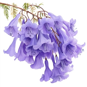 10 Printable Jacaranda, Purple Flower tree print, Watercolor Jacaranda branches, botanical art, Blossom tree decor, Tropical tree