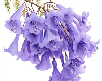 May include: Watercolor painting of a cluster of lavender-blue Jacaranda flowers. The flowers are bell-shaped, with delicate white stamens. The flowers hang from a brown branch with small green leaves, set against a white background.