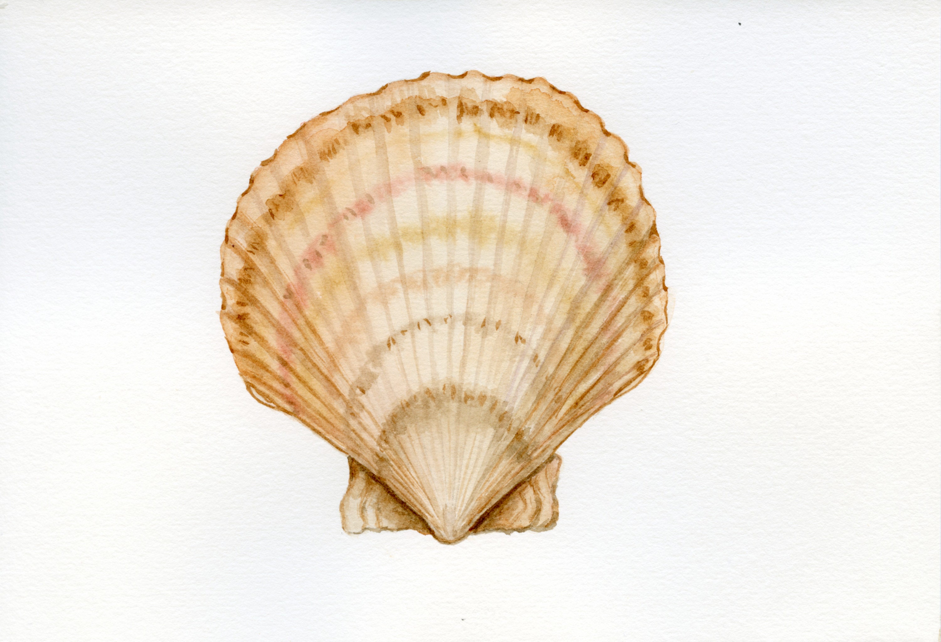 printable-sea-shell-digital-download-shell-watercolor-etsy