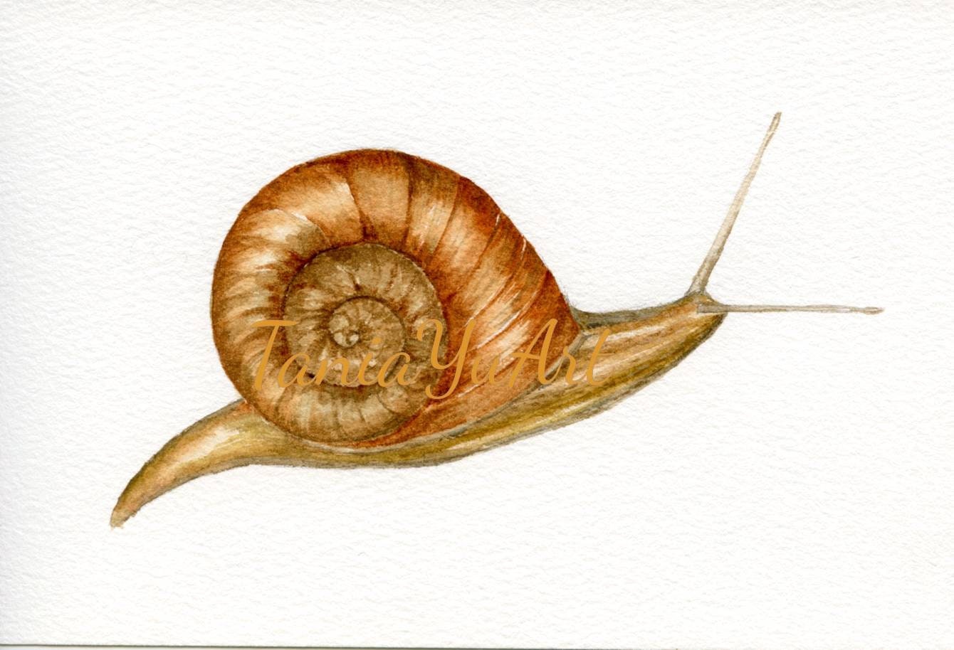Snail original watercolor painting watercolor snail kids Etsy