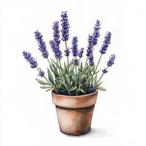 Könnte beinhalten: Aquarellmalerei einer Lavendelpflanze in einem Terrakottatopf. Die Pflanze hat mehrere Stiele mit lila Blüten und grünen Blättern. Der Topf ist hellbraun und steht auf weißem Hintergrund. Das Bild ist eine Nahaufnahme der Pflanze.