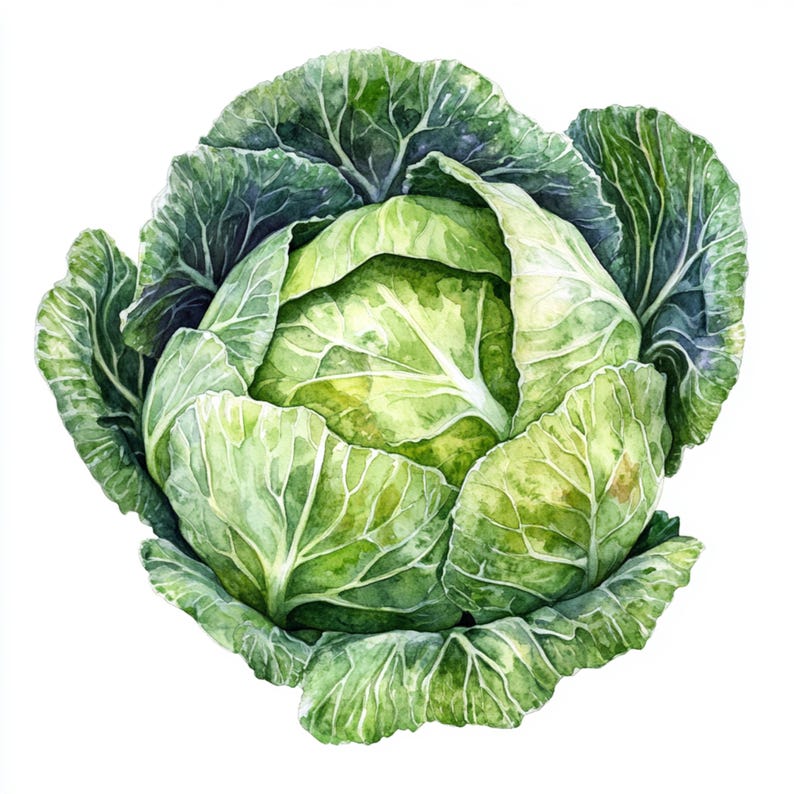 10 Printable Cabbage, Vegetables Art, Cabbage Print, High Quality PNG ...