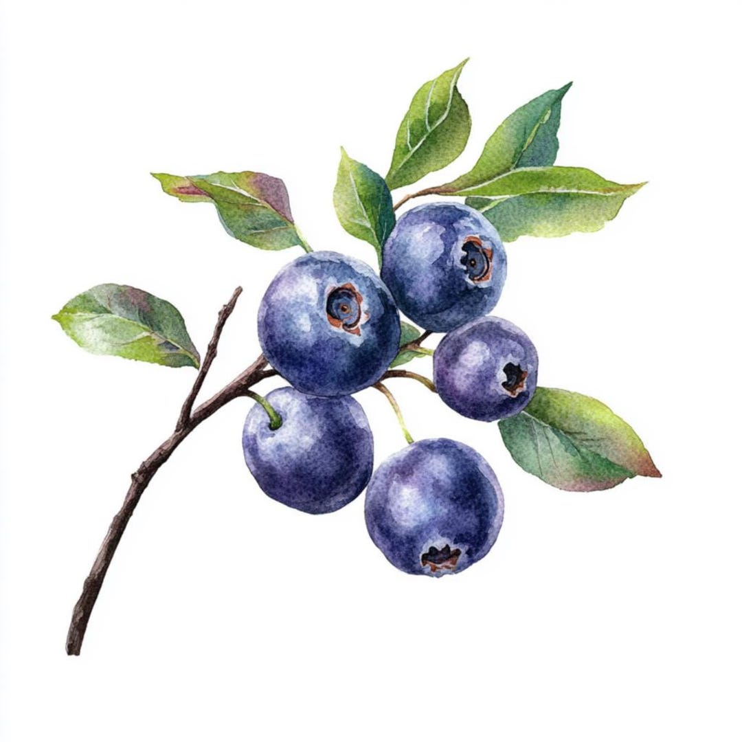 10 Printable Blueberry Branch, Blueberry on Branch, Summer Berries ...