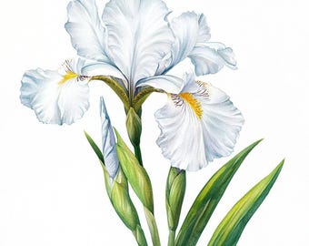 10 印刷可能な水彩画の白いアイリス、水彩画のアイリス、春の花の