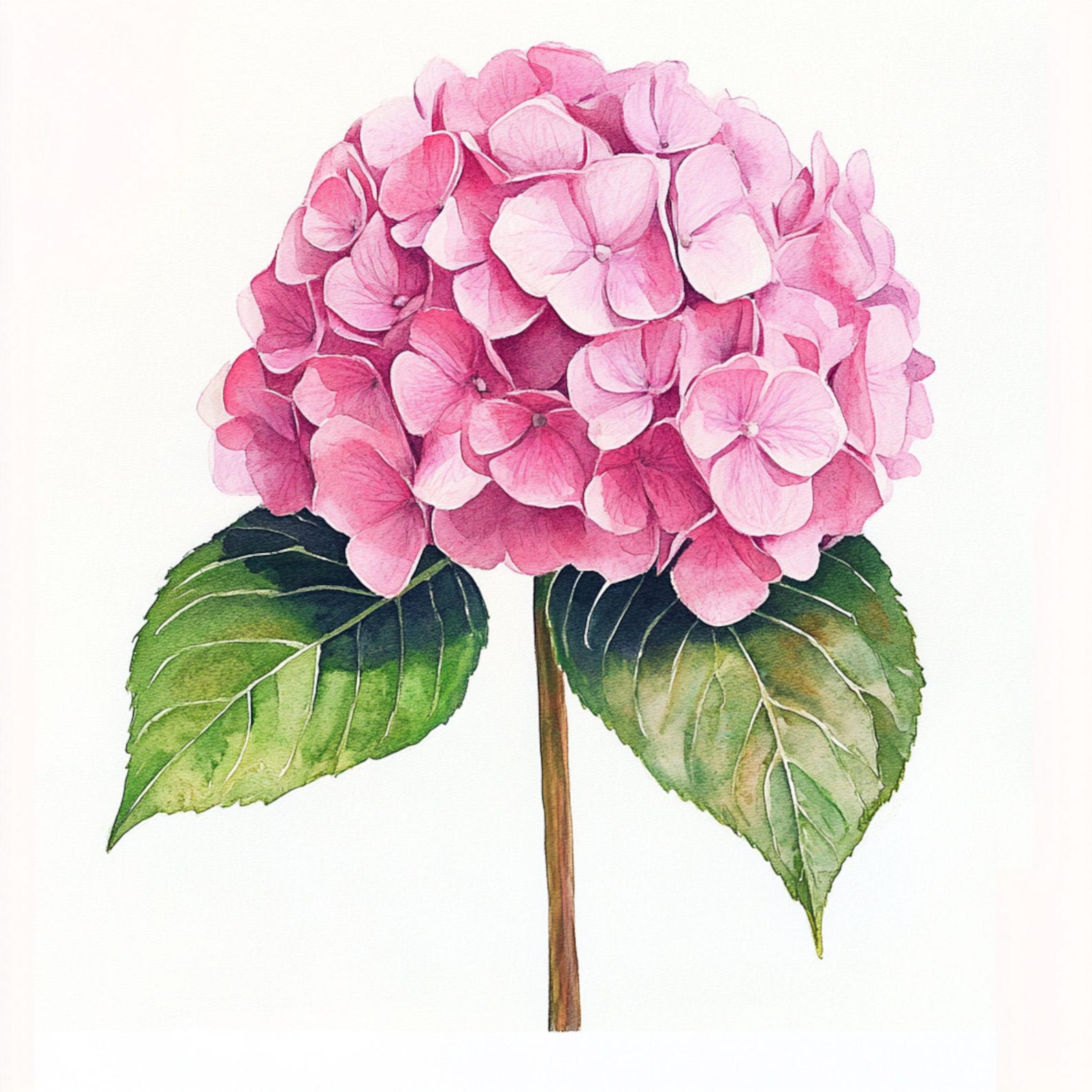 10 Printable Hydrangea, Pink Flowers, Summer Flowers, Hydrangea Pngs ...