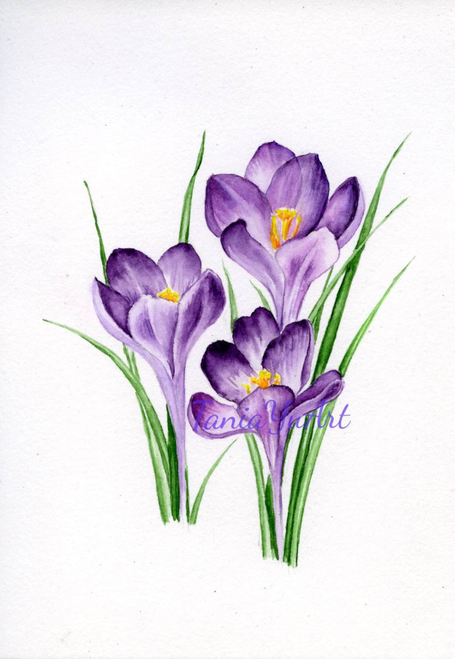 Printable watercolor crocuses Digital download Crocus Etsy
