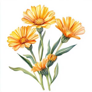 10 Printable Calendula, Calendula Flower, Summer flowers, Calendula PNG, CalendulaJ PG, Fall floral decor, herb plant