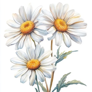 10 utskrivbara prästkragar, vit prästkragekonst, vita prästkragar JPG, sommarbröllopsblommor, högkvalitativ PNG och JPG, vit prästkragebukett