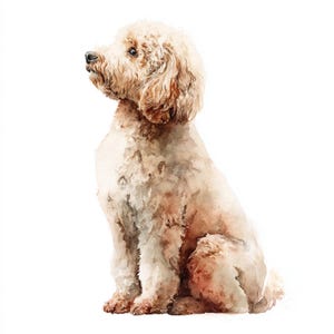 Op de afbeelding: Waterverfschilderij van een zittende, lichtbruine hond met krullend haar. De hond kijkt naar links, met zijn hoofd iets omhoog gedraaid. Het kunstwerk heeft een zacht, getextureerd uiterlijk, met subtiele schaduwen en aquareleffecten.