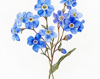 Könnte beinhalten: Aquarellmalerei eines Straußes von Vergissmeinnicht-Blumen. Die Blumen sind leuchtend blau mit gelben Zentren, vor einem weißen Hintergrund. Die Stiele sind braun und die Blätter grün.