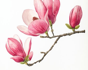 May include: Watercolor painting of a magnolia branch with pink and white blossoms and a bud. The flowers have multiple petals and are in various stages of bloom. The branch is brown and textured, set against a white background.