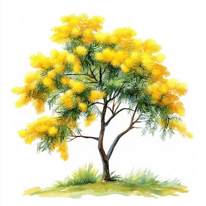 10 Printable yellow mimosa tree, mimosa print, Watercolor mimosa , botanical art, flowers tree decor, Tropical tree
