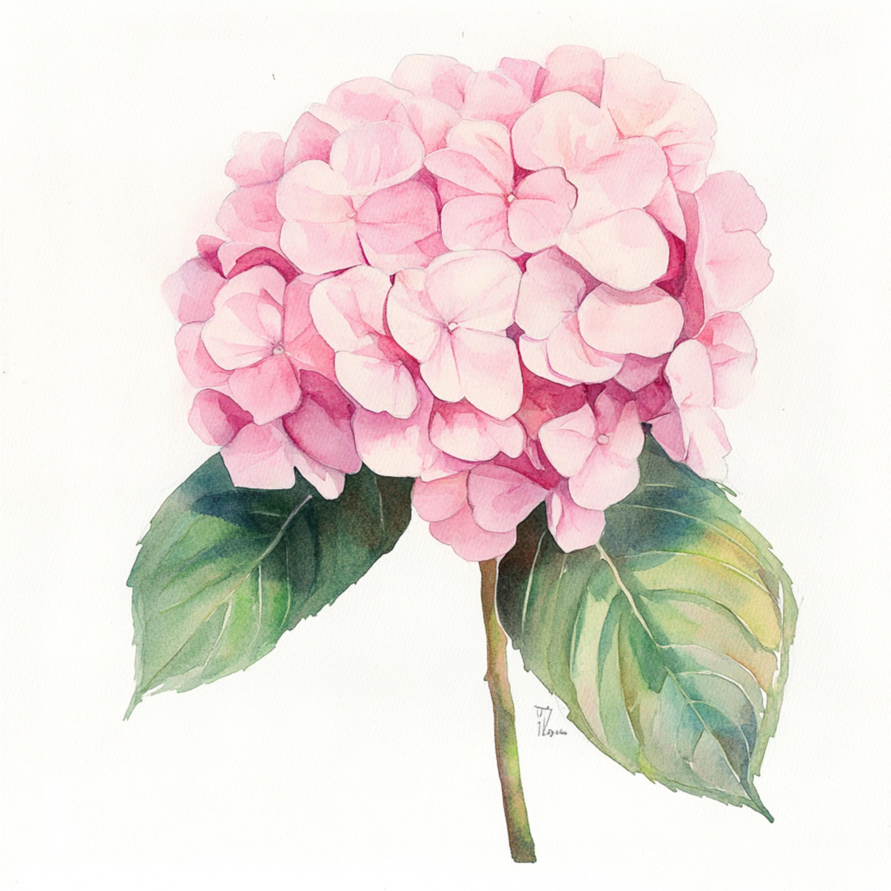 10 Printable Hydrangea, Pink Flowers, Summer Flowers, Hydrangea Pngs ...