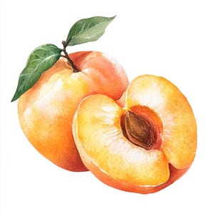 10 Druckbare Abricots, Obstkunst, Abricots-Druck, hochwertige PNG und JPG, Aquarell Abricot, Sommerfruchtillustrationen