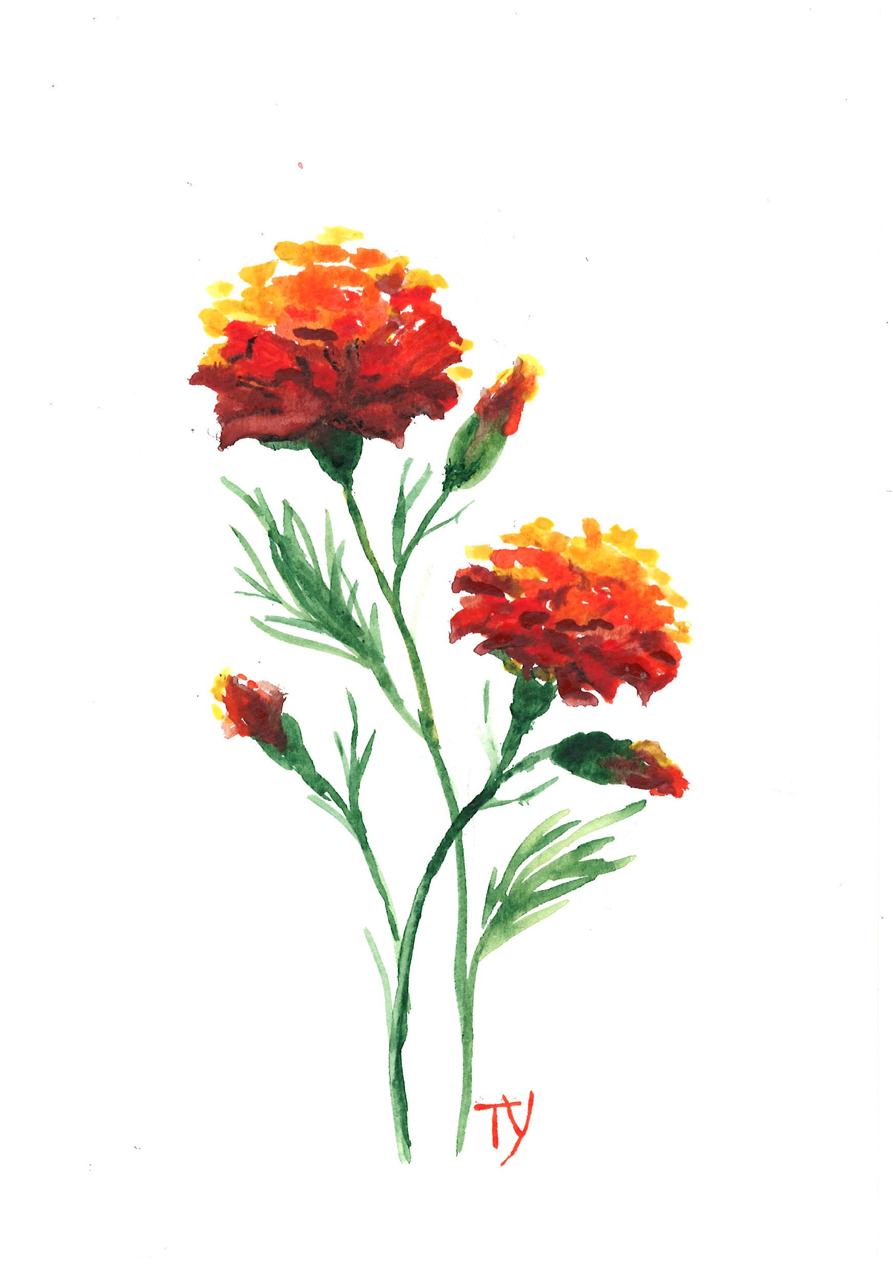 MARIGOLD Original Watercolor Painting Greeting picture A5 Etsy