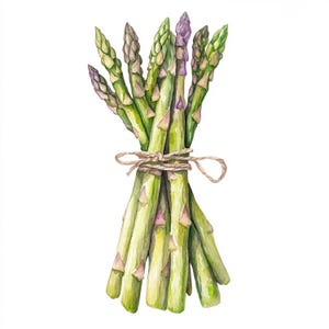 10 asperges imprimables, art de légumes, impression d'asperges, PNG et JPG de haute qualité, nourriture verte aquarelle, illustrations d'été, nourriture saine