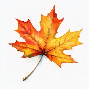 May include: A watercolour painting of a maple leaf in autumnal colours. The leaf is a mix of red, orange, and yellow, with visible veins. The artwork is set against a plain white background, emphasizing the leaf's natural beauty.