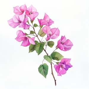 10 Printable Bougainvillea,  Pink Bougainvillea, pink flowers, flowers PNGs, Pink summer flowers JPGs, Bougainvillea decor, Commercial Use