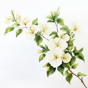 10 Printable Bougainvillea, White Flowers, Summer flowers, Bougainvillea PNGs, Watercolor Bougainvillea JPGs, Minimalist botanical