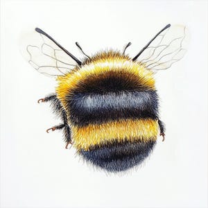 Puede incluir: Ilustración detallada de un abejorro, que muestra su cuerpo peludo con bandas alternas de amarillo y negro. Las alas de la abeja son translúcidas y sus patas son visibles. La obra de arte está sobre un fondo blanco liso.